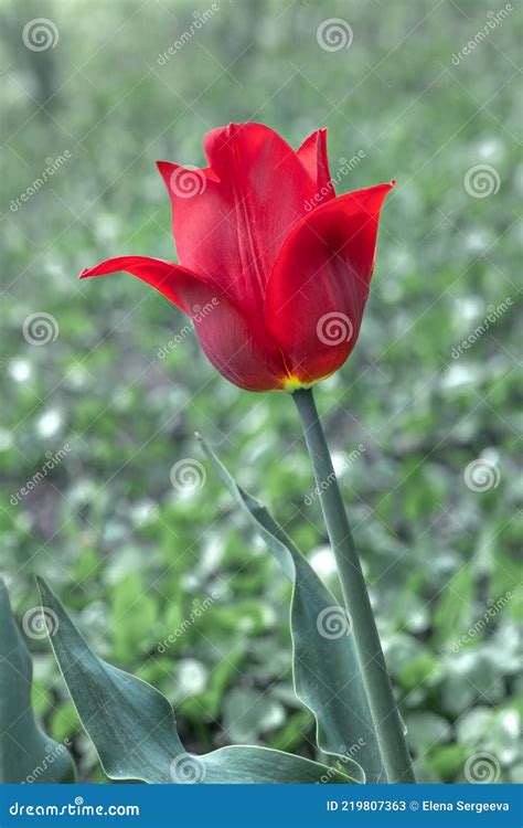 Single Large Red Tulip Flower Bloomed In The Garden In Spring Stock
