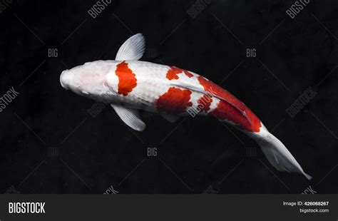 Top View Colorful Koi Image And Photo Free Trial Bigstock