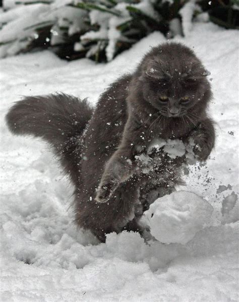 11 Cute Cold Weather Cats Loving The Snow Pictures Cattime