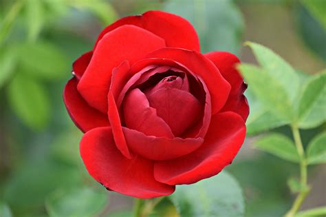 Rose Rosso Fiore Foto Gratis Su Pixabay