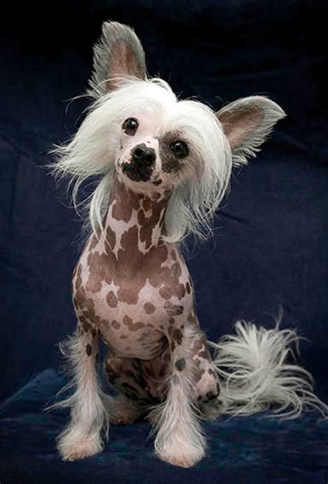 22 Of The Most Unusual Looking Dogs Of This Earth Unusual Dog Breeds