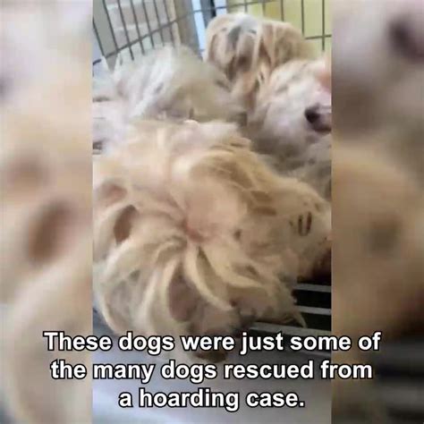 Animal Alliance Called To Rescue Dogs From Hoarding Case Hoarding