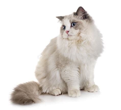 Ragdoll Cat In Studio Stock Photo Image Of Isolated 133074940