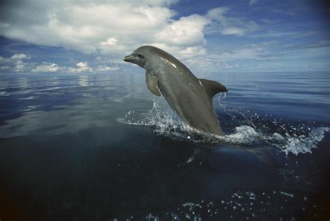 Bottlenose Dolphin Leaping Honduras Photograph By Konrad Wothe Pixels