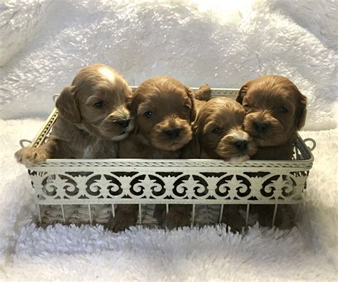 We are a hobby breeder of champion cavapoo puppies located in toledo, oh. Cavapoo Puppies For Sale | Plain City, OH #319991