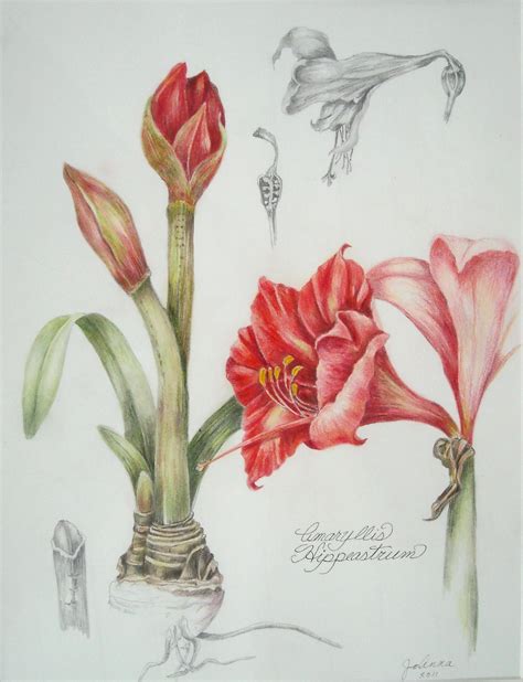 Pin By Jgabriele7 On Abc Vintage Board Botanical Drawings Amaryllis