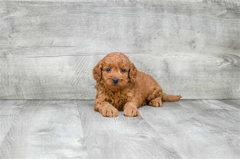They are the kind of breed that shows how much they love their owner through loyalty and affection. Miniature Goldendoodle puppies for sale | Mixed small ...