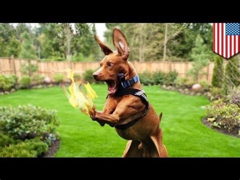 This blonde called 911, screaming help me, help me my house is on fire. Florida woman sets dog on fire trying to kill ticks, then ...