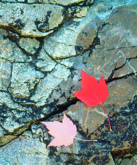 Usa Maine A Maple Leaf On A Rock Photograph By Jaynes Gallery Fine