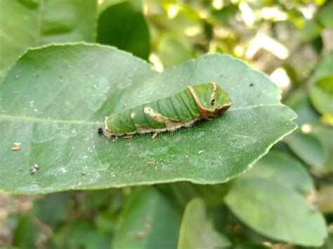 Papilio Polytes Caterpillar Eating Lemon Plant Green Leaves Stock Image