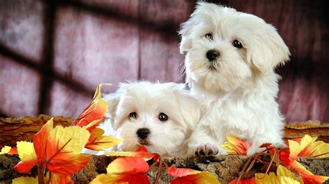 Cute Puppies Wallpapers For Desktop Wallpapersafari