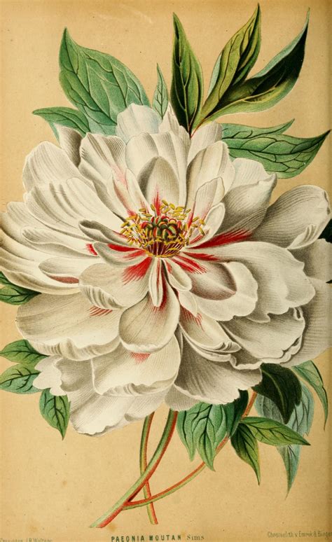Botanical Drawings Peonies Art Print Flower Prints Art