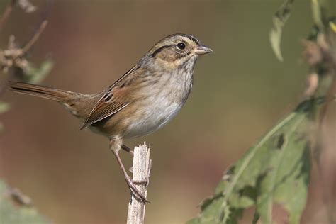 The Swamp Sparrow Wildlife In Nature