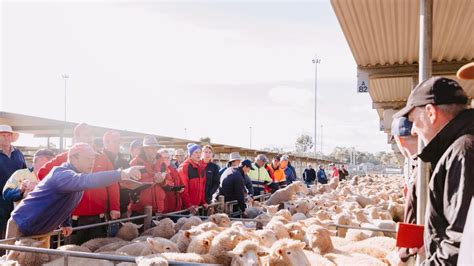 Lamb Prices Highest ‘anyones Ever Seen Sunshine Coast Daily