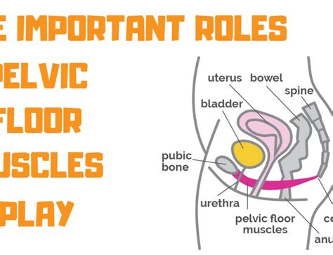 Pelvic Floor Exercises For Incontinence Propel Physiotherapy