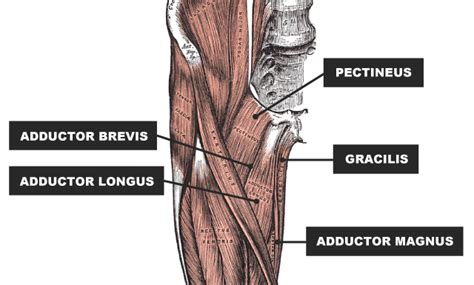 Discover the muscle anatomy of every muscle group in the human body. Groin Injury: Comprehensive Recovery Guide | rugbystore Blog