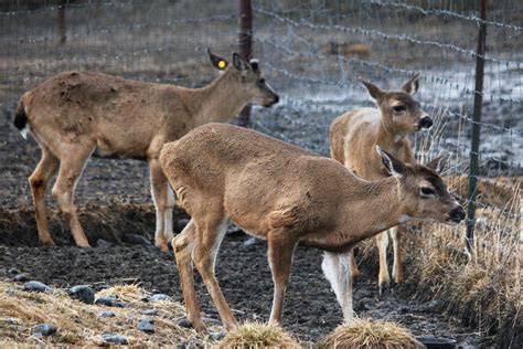 Sitka Blacktailed Deer Zoochat