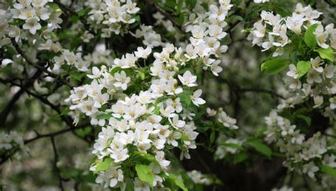 White Flowering Tree Identification Chart