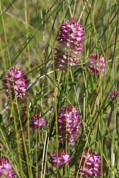 We did not find results for: Native Florida Wildflowers: June 2012
