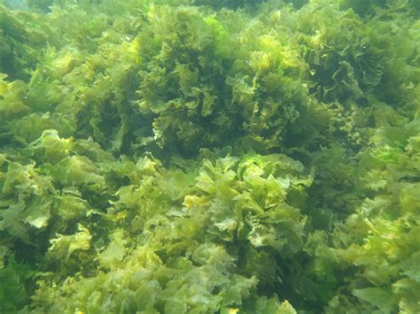 Huge collection, amazing choice, 100+ million high quality, affordable rf and rm images. Forests of the Sea, Phytoplankton, Marine plants, aglae. s ...