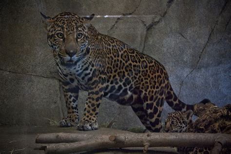 Wednesday At The Zoo Crazy Cute Edition Baby Jaguars