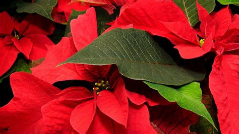 Wallpaper Poinsettia Flower Leaf Close Up Hd Picture Image
