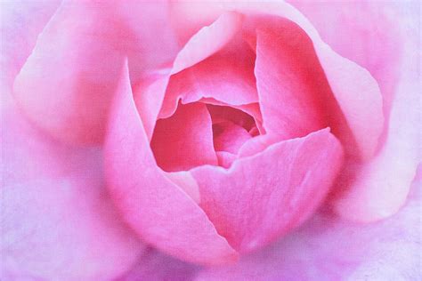 Pink Rosebud Photograph By Cindi Ressler Fine Art America