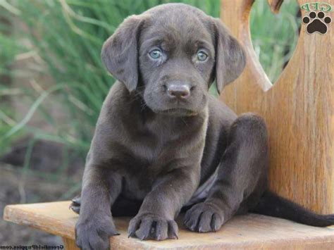 She plays very well with our chocolate lab and a friend's poodle puppy. Gray Labrador Puppies For Sale | PETSIDI