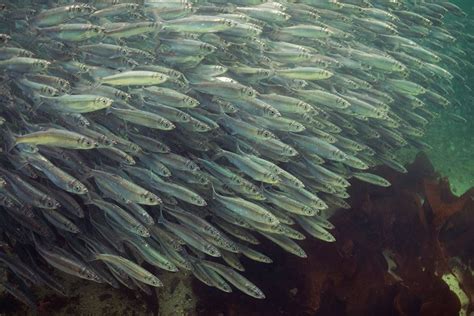 E Petition Calling For Suspending 2020 Salish Sea Herring Fishery Goes