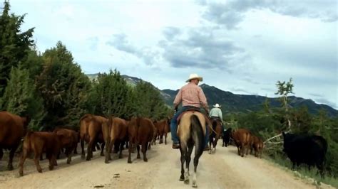 Cowboys Driving Cattle Youtube