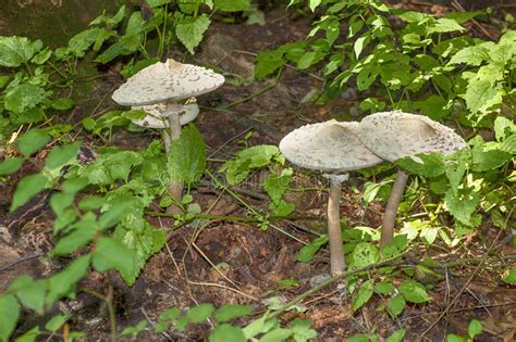 Edible Mushrooms In Forest Stock Photo Image Of Soil 87963632