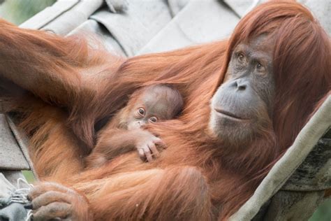 Tak heran bayu sering dianggap sebagai anak yang kuper alias iya kali ini ayah janjiiii benerr. Orangutan Mom Welcomes First Born Son - ZooBorns