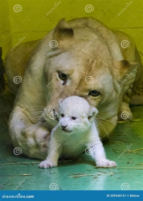 White Lion Cub In A Zoo House Stock Image Image Of Baby Felidae