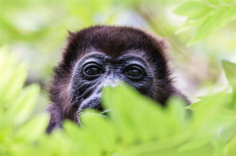 Amazon Rainforest Howler Monkey Nature And Culture International