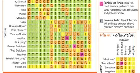 Morris Plum Tree Pollination Chart