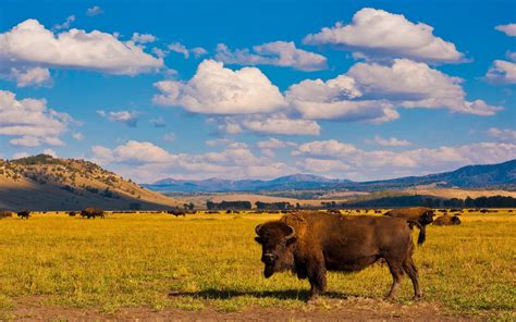 Yellowstone National Park Full Hd Wallpaper And Background Image