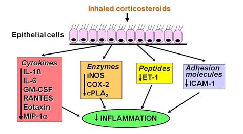 Pharmaceuticals Free Full Text Inhaled Corticosteroids