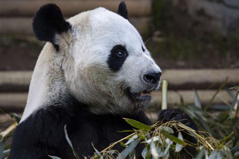 Panda Updates Monday June 27 Zoo Atlanta
