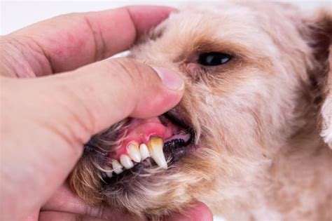 Signs Of Gum Disease In Dogs