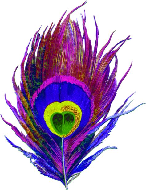 peacock feather png hd png all images