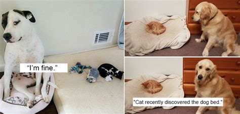 20 Dogs Who Got Their Beds Stolen By Cats