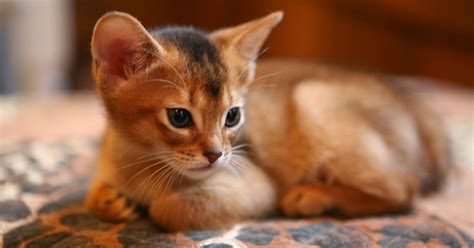 There is the federation internationale feline which recognizes 48 different cat breeds and types of cats and this particular organization uses four categories to group cats into. Pet's World: Top 5 Cute Cat Breeds For Families