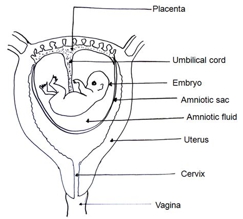 Diagram Labelled Diagram Of Fetus In Womb Mydiagramonline
