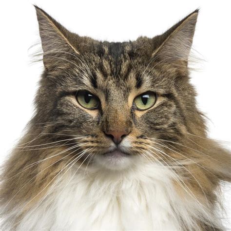 Close Up Of A Norwegian Forest Cat 8 Months Old Stock Photo Image