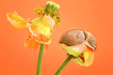 De Bloemen Van De Papaver Stock Afbeelding Image Of Groen