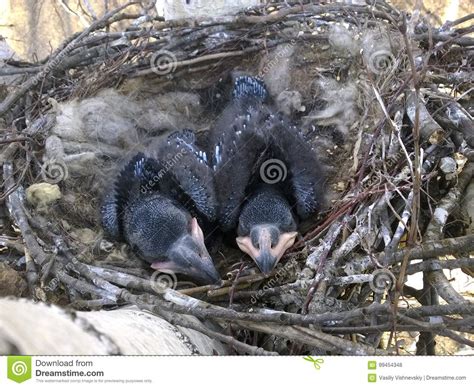 Common Raven Corvus Corax Nest Stock Photo Image Of Animal Nest
