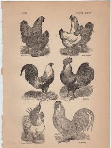 Free Graphic 1880s Chickens The Graphics Fairy Chickenhouses