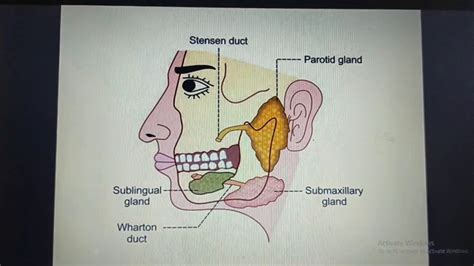 Mouth And Salivary Glands Youtube