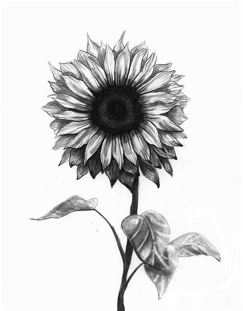 12 Amazing Way To Draw A Sunflower Drawing Within Easy Steps
