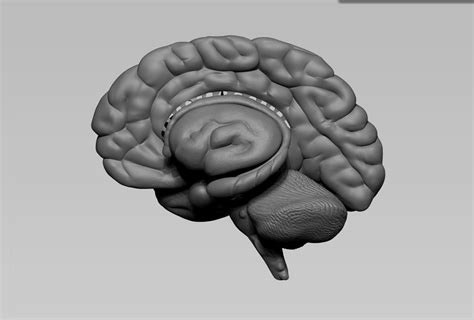 3d Model Brain Turbosquid 1465424